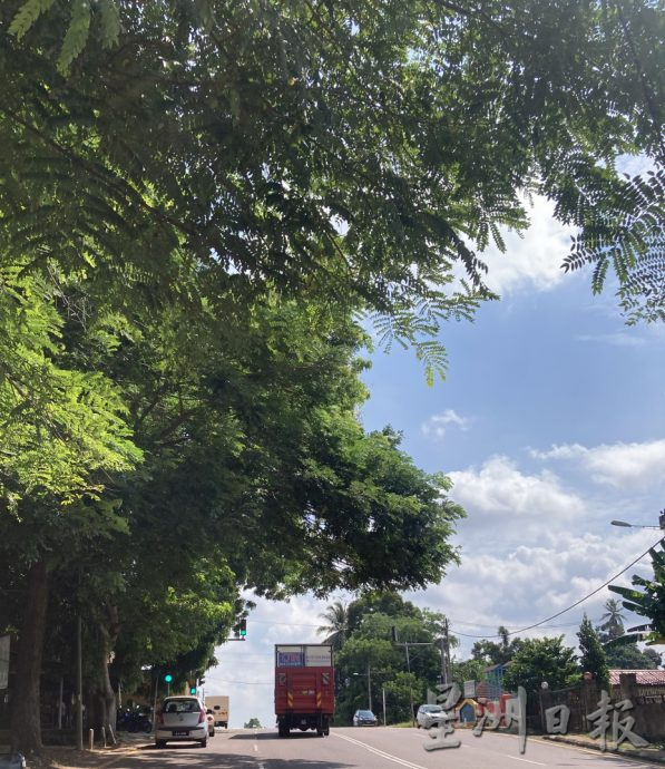 柔:昔加末市议会将修剪哈山路旁的树木枝桠