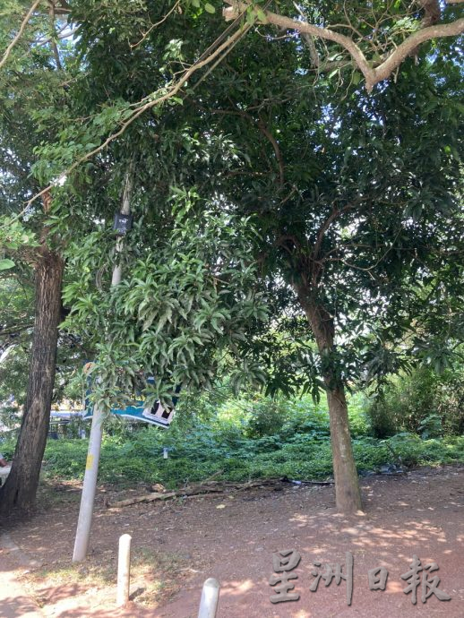 柔:昔加末市议会将修剪哈山路旁的树木枝桠