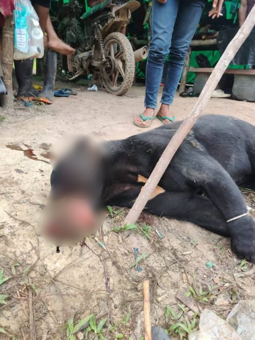 求真:峇南弄斯里丹传出“熊咬人”事件是假的!