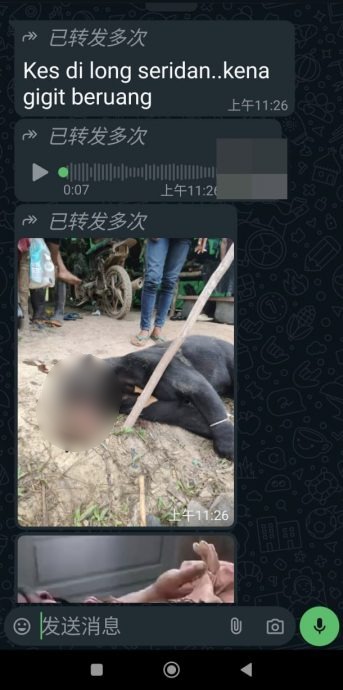 求真:峇南弄斯里丹传出“熊咬人”事件是假的!