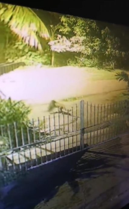 自家猫咪消失无踪 惊觉遭云豹叨走