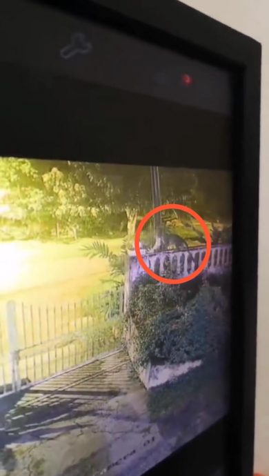 自家猫咪消失无踪 惊觉遭云豹叨走