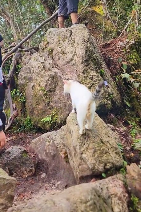 视频|神秘出没为登山客引路 网赞:它是花果山守护者