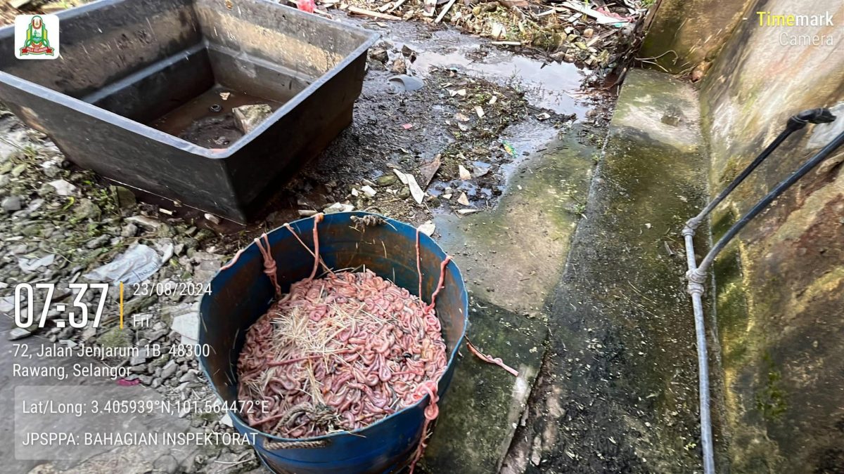 非法经营+太肮脏 乌雪市会查封4宰鸡厂