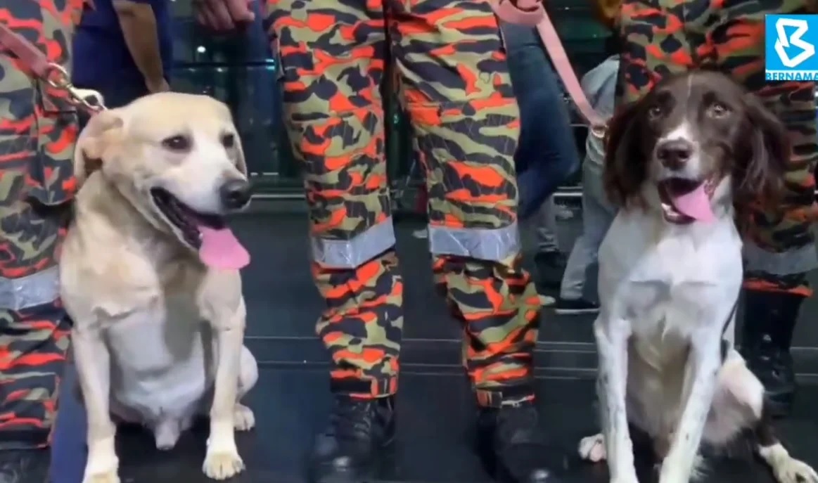 马放眼成K9搜救犬生产中心 倪可敏:目标东盟市场