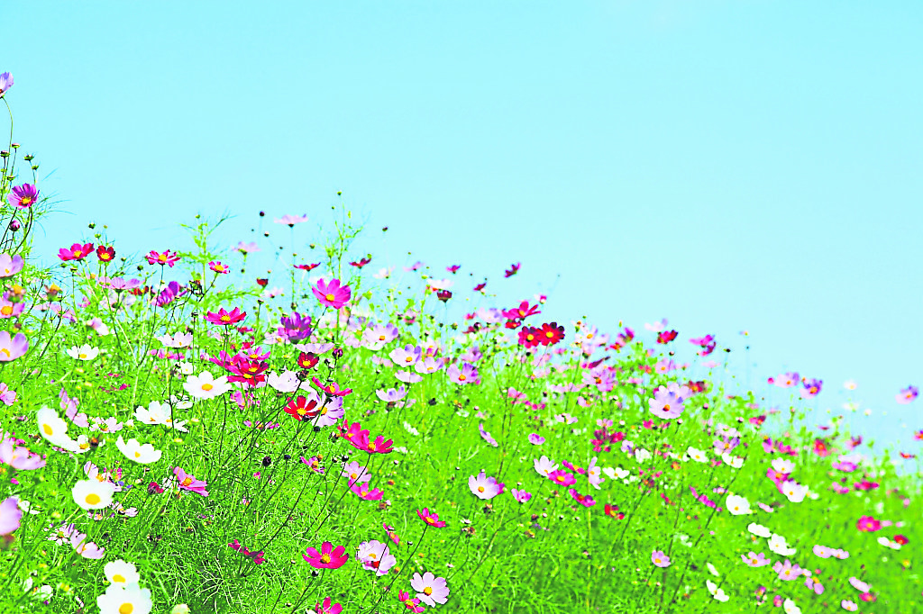 （6/8见报）城人小说——野花束／日光