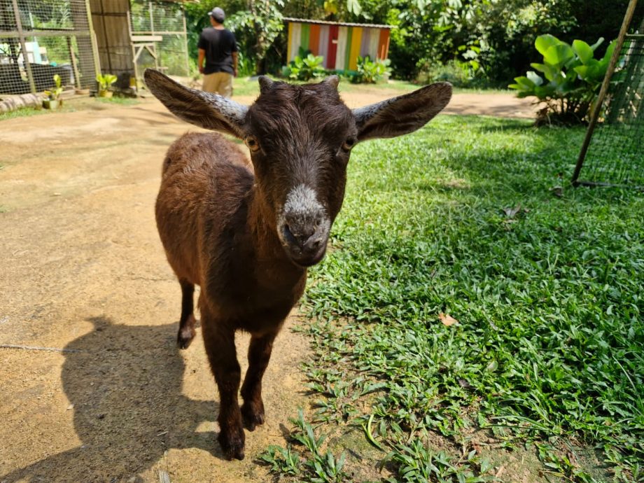 (8月9日刊)半岛心旅行 | 探索居銮邂逅自然 南峇山壁画街乐趣多