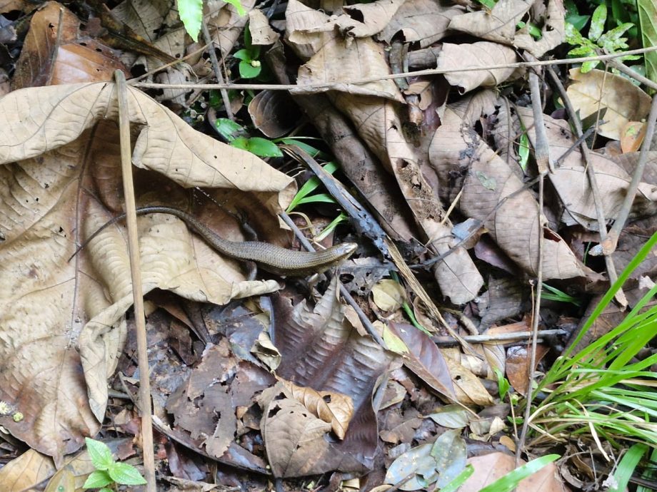 (8月9日刊)半岛心旅行 | 探索居銮邂逅自然 南峇山壁画街乐趣多