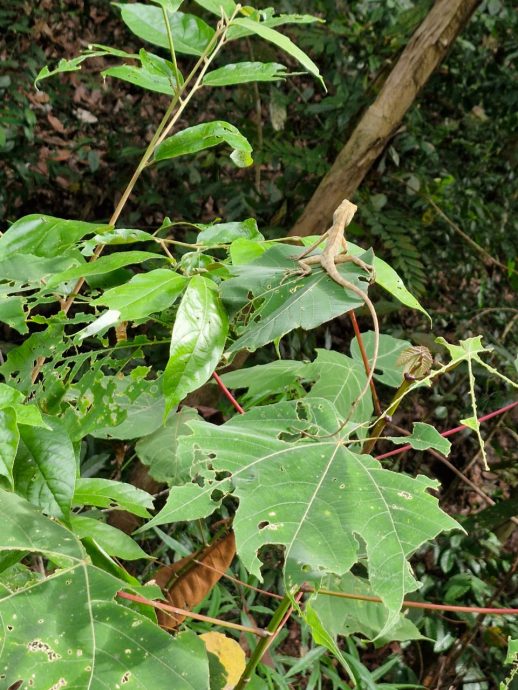(8月9日刊)半岛心旅行 | 探索居銮邂逅自然 南峇山壁画街乐趣多