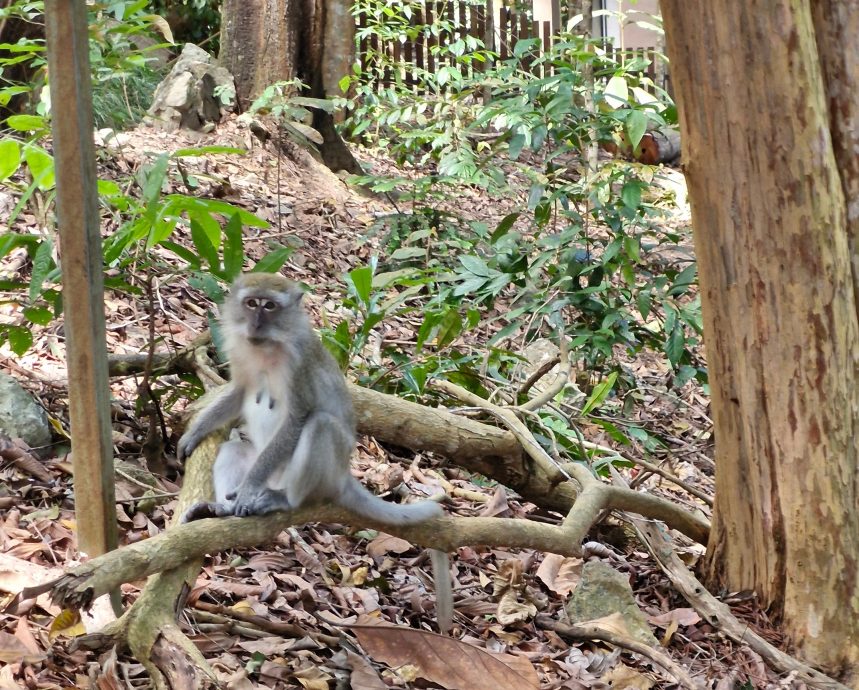 (8月9日刊)半岛心旅行 | 探索居銮邂逅自然 南峇山壁画街乐趣多