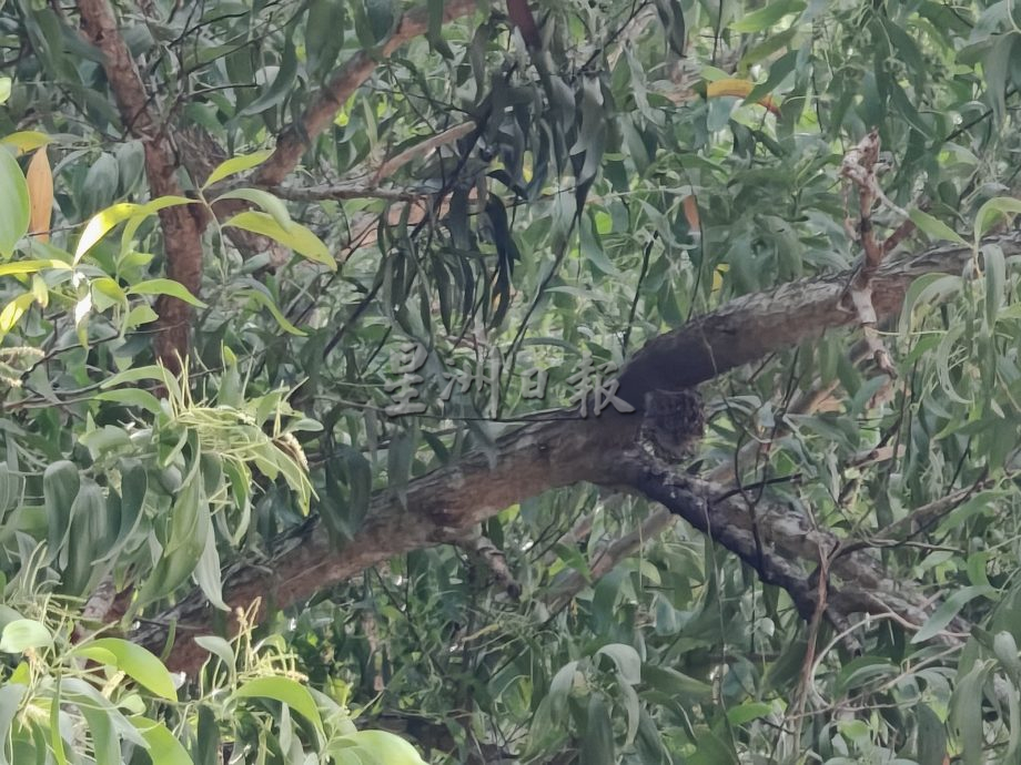 (古城第三版主文)螫伤10多名学生,晋巷学校终于找出并成功除掉蜂窝