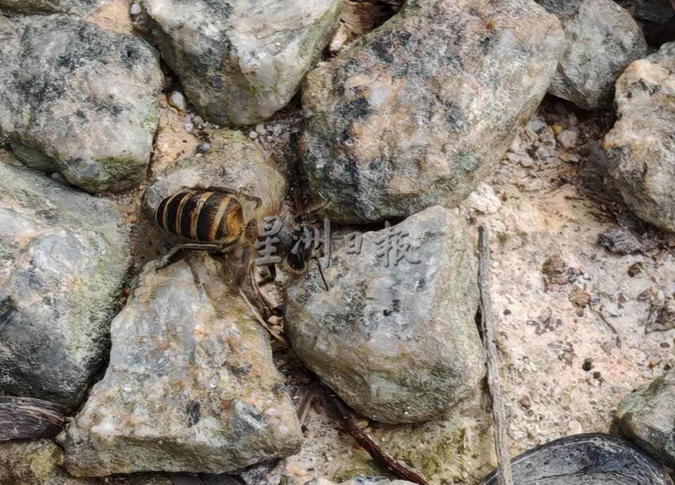 (古城第三版主文)螫伤10多名学生,晋巷学校终于找出并成功除掉蜂窝