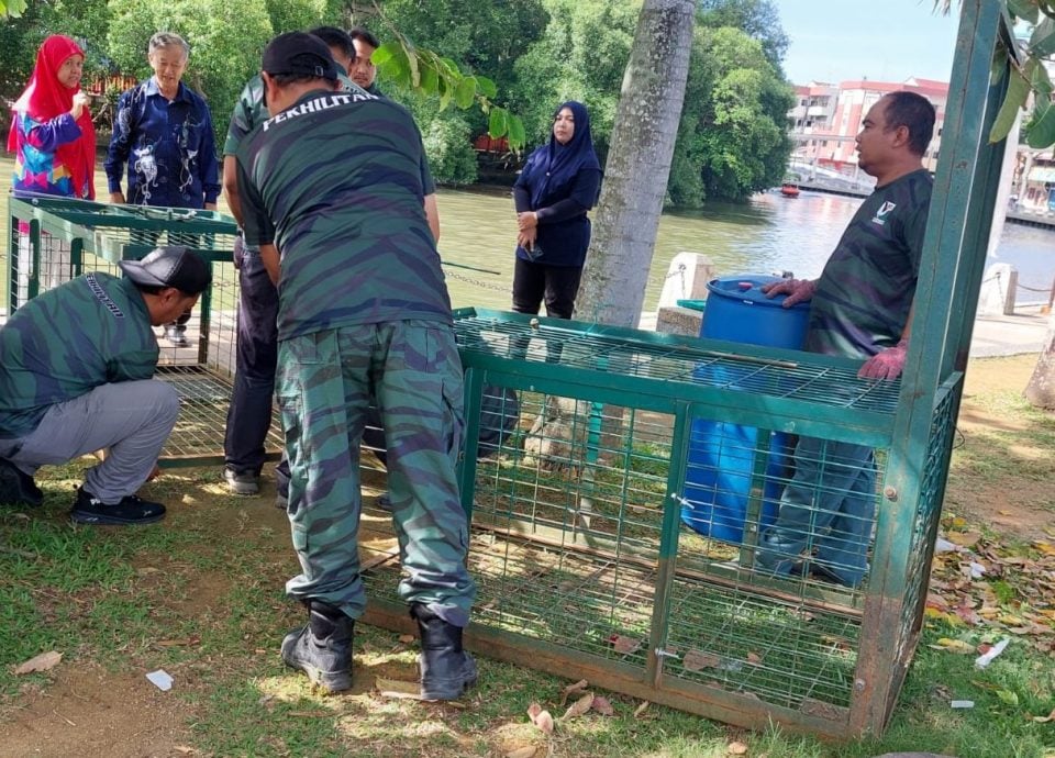 (古城第二版主文)一鳄未捕,一鳄又出没