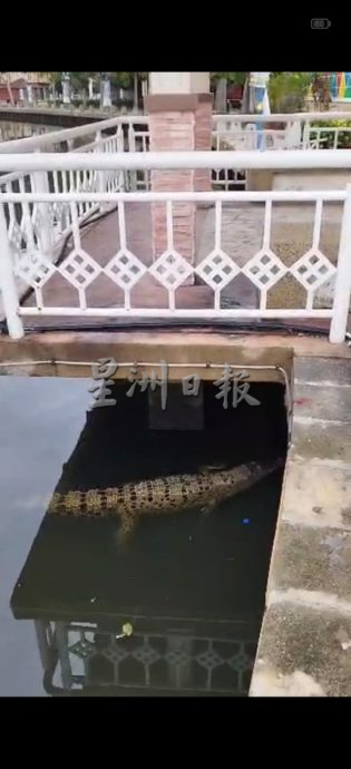 (古城第二版主文)甘榜摩登频频出现鳄鱼,这星期将设捕捉笼子