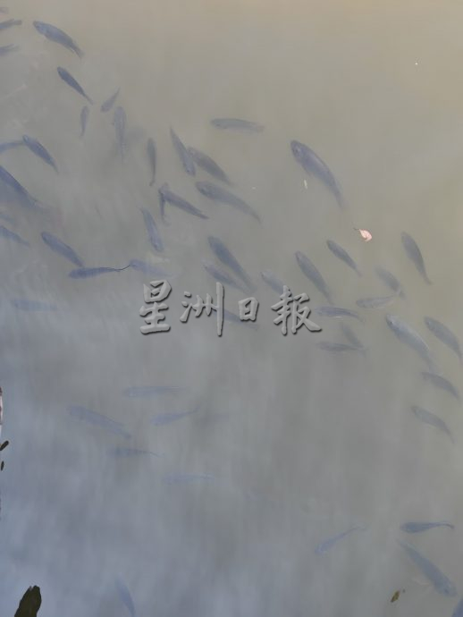 (古城第二版主文)甘榜摩登频频出现鳄鱼,这星期将设捕捉笼子