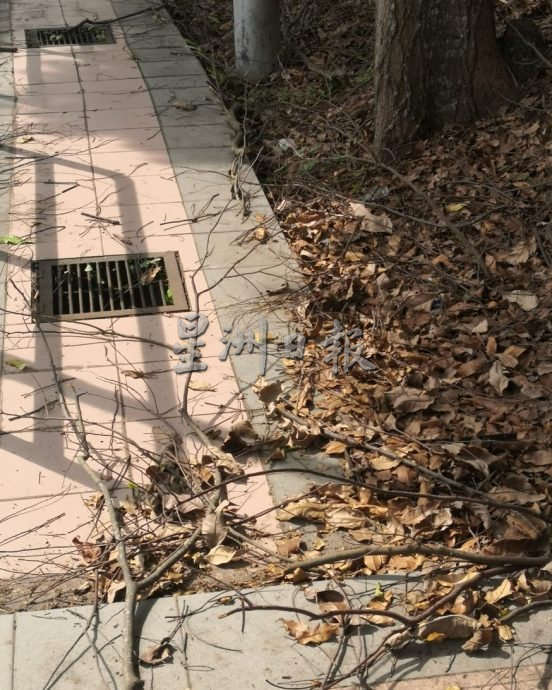 (古城第六版主文)万里茂诊所至旧镇道路树木茂盛存在安全隐患