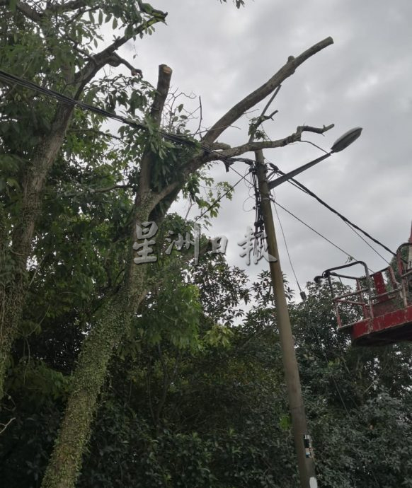 (古城第六版主文)万里茂诊所至旧镇道路树木茂盛存在安全隐患