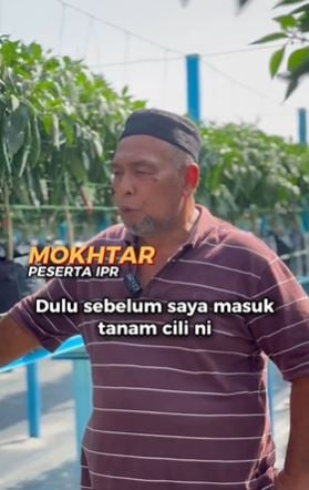 (已上网)不信种辣椒月入5000令吉? 拉菲兹:有人一季达3万令吉!