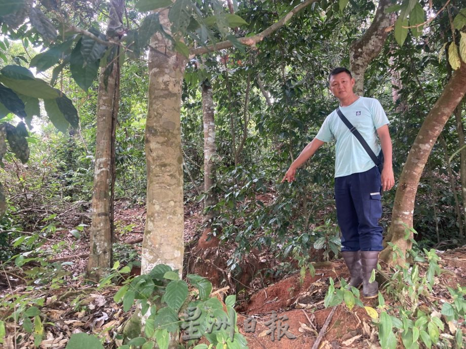 (已签发)柔:**封面**野象出没彼咯巴当 逾千棵香蕉、油棕树遭破坏啃食