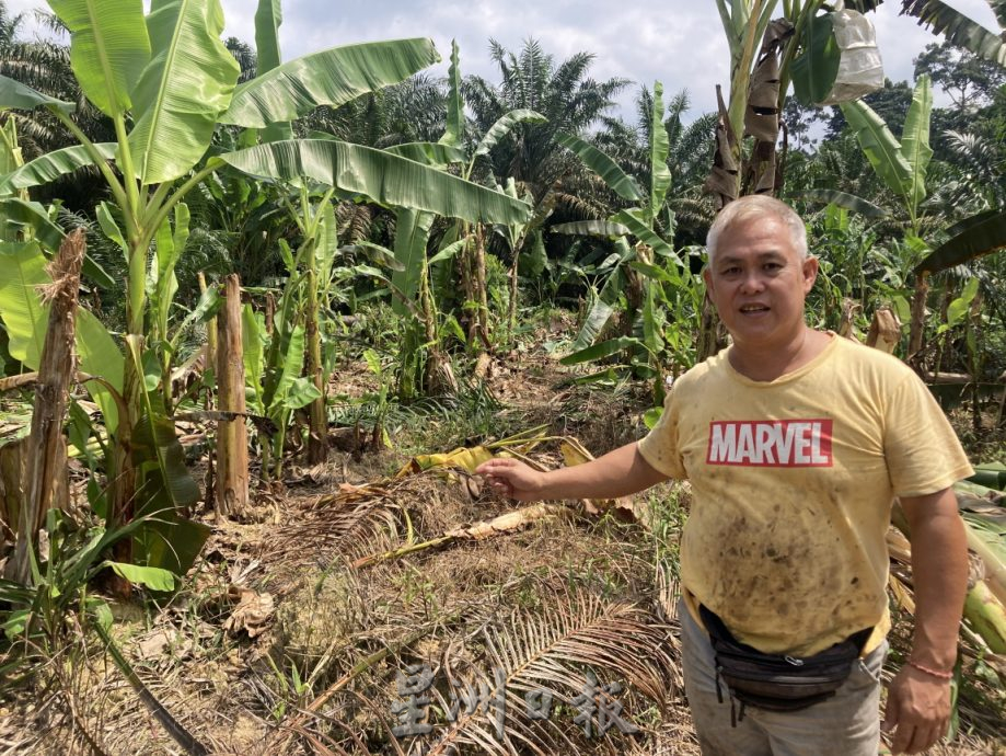 (已签发)柔:**封面**野象出没彼咯巴当 逾千棵香蕉、油棕树遭破坏啃食