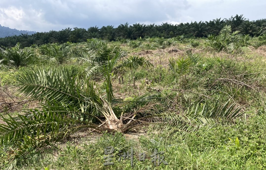 (已签发)柔:**封面**野象出没彼咯巴当 逾千棵香蕉、油棕树遭破坏啃食