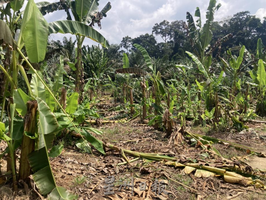 (已签发)柔:**封面**野象出没彼咯巴当 逾千棵香蕉、油棕树遭破坏啃食