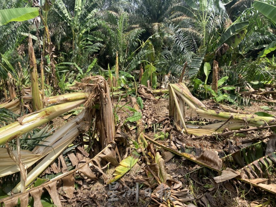 (已签发)柔:**封面**野象出没彼咯巴当 逾千棵香蕉、油棕树遭破坏啃食