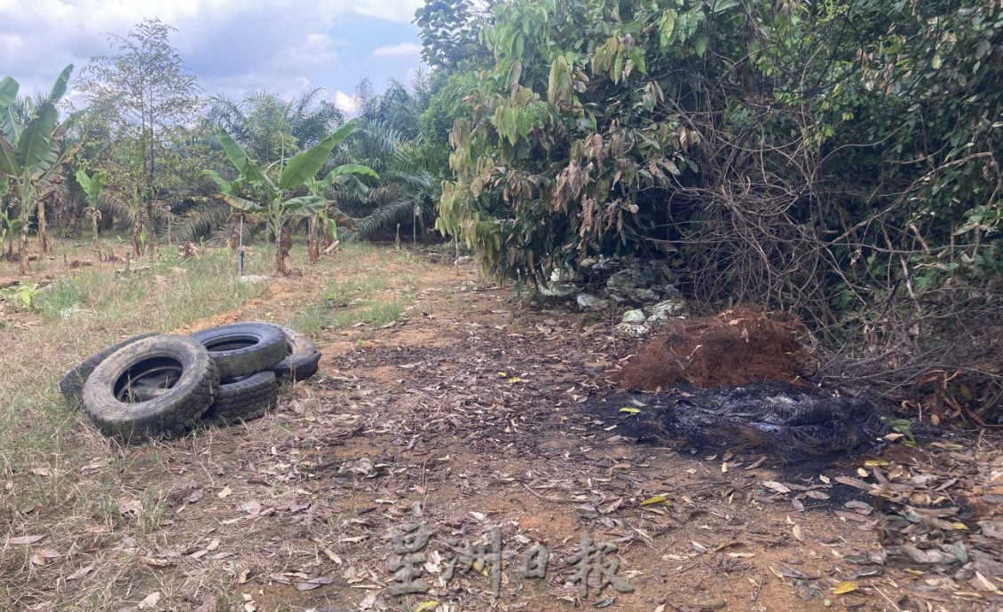 (已签发)柔:**封面**野象出没彼咯巴当 逾千棵香蕉、油棕树遭破坏啃食