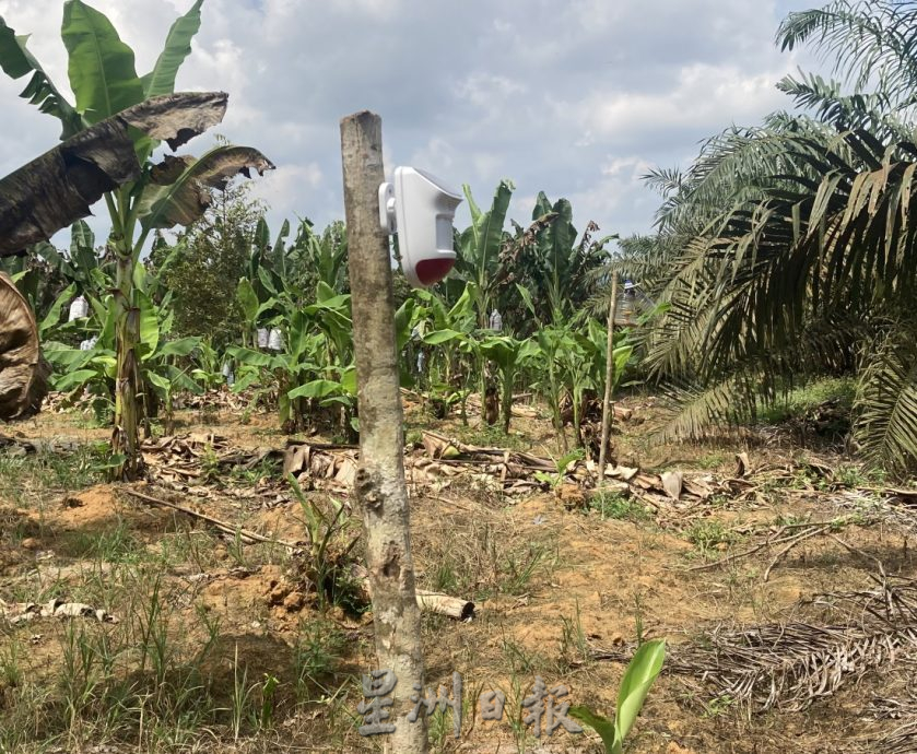 (已签发)柔:**封面**野象出没彼咯巴当 逾千棵香蕉、油棕树遭破坏啃食