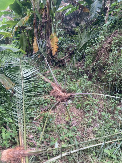 (已签发)柔:**封面**野象出没彼咯巴当 逾千棵香蕉、油棕树遭破坏啃食