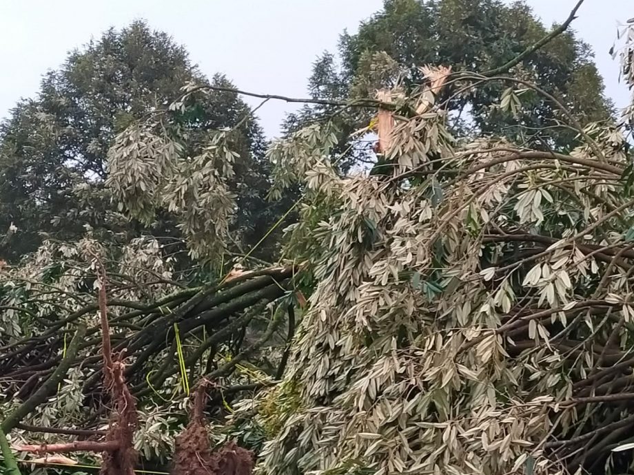 (已签发)柔:**版二头**狂风席卷居本峇鲁 逾百棵榴梿老树倒下损失百万