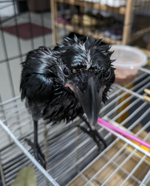 (已签发)柔:狮城二三事:“遛鸦男”身份曝光 助邻居顾幼雏促成人鸟情