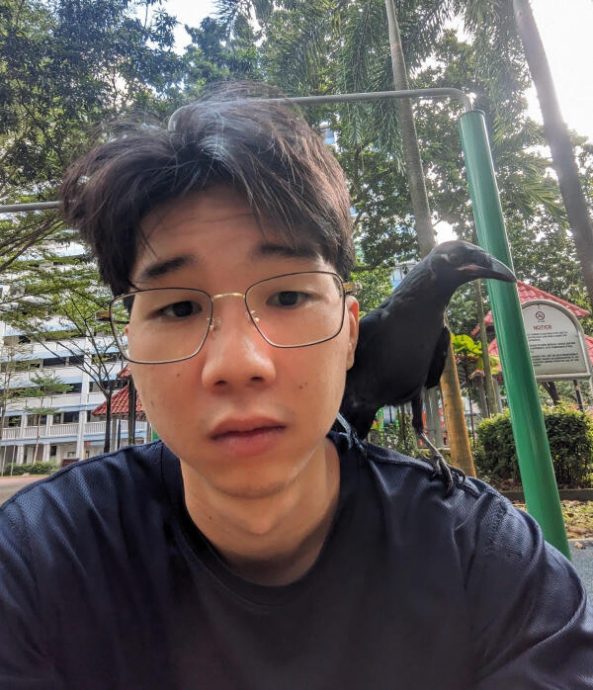 (已签发)柔:狮城二三事:“遛鸦男”身份曝光 助邻居顾幼雏促成人鸟情