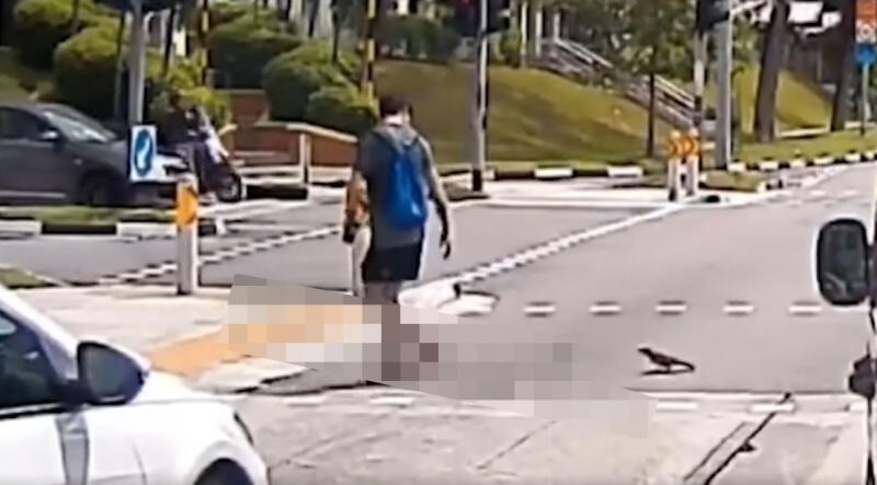 (已签发)柔:狮城二三事:狮城有遛鸦人?乌鸦跟他过马路 飞骑肩膀上楼梯