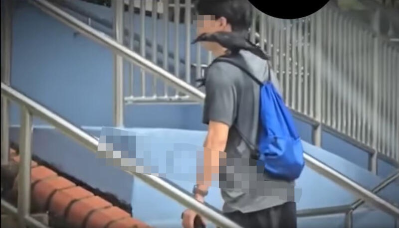 (已签发)柔:狮城二三事:狮城有遛鸦人?乌鸦跟他过马路 飞骑肩膀上楼梯