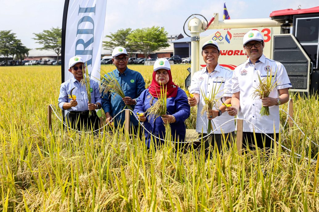 MARDI 推出MRQ107和MRQ111 全新香稻品种