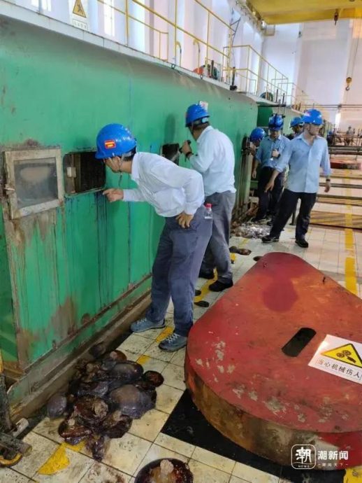 8天抓105公吨 浙江发电厂“海蜇大作战 ”