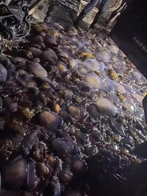 8天抓105公吨 浙江发电厂“海蜇大作战 ”