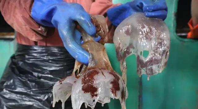 8天抓105公吨 浙江发电厂“海蜇大作战 ”