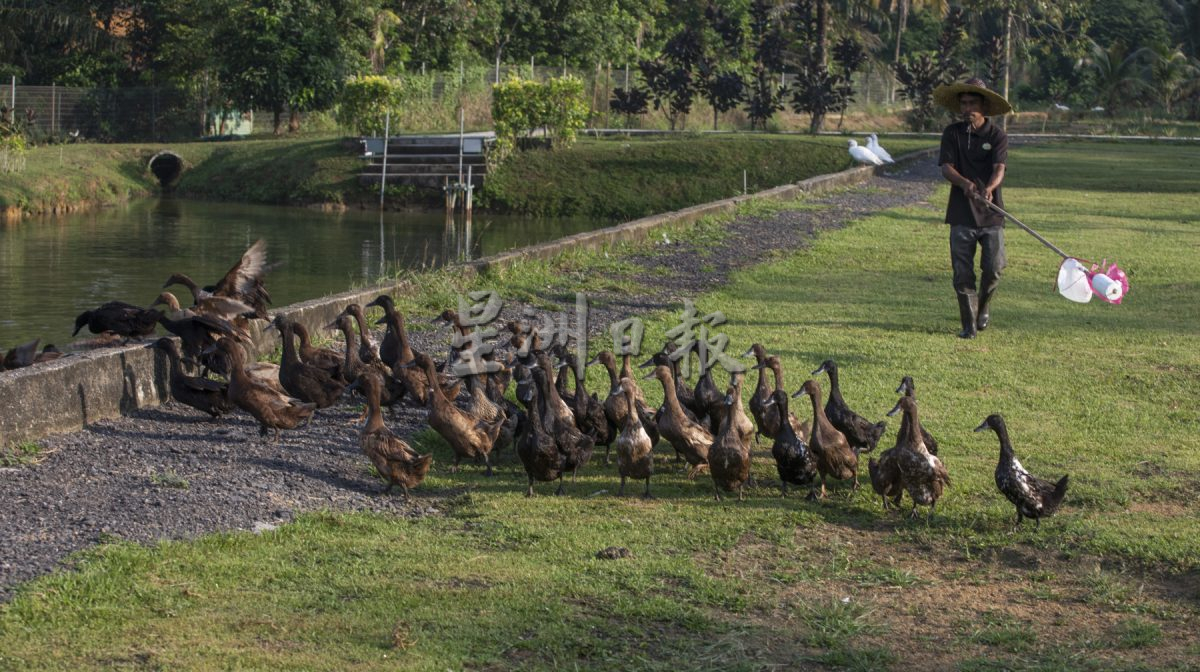 星角摄:鸭蛋堆满沙丘,鸭农忙捡鸭蛋