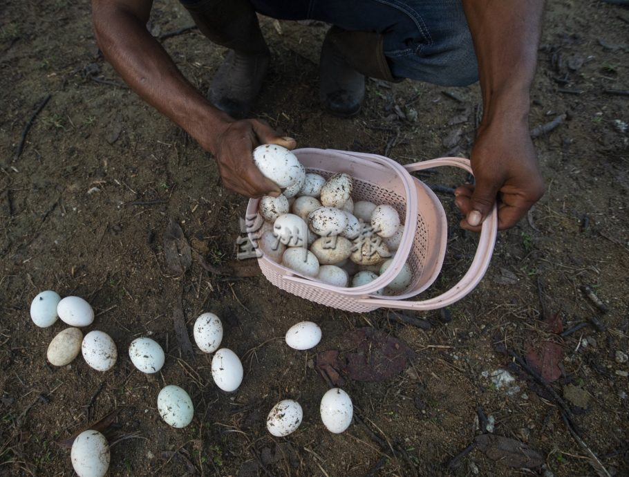 星角摄:鸭蛋堆满沙丘,鸭农忙捡鸭蛋