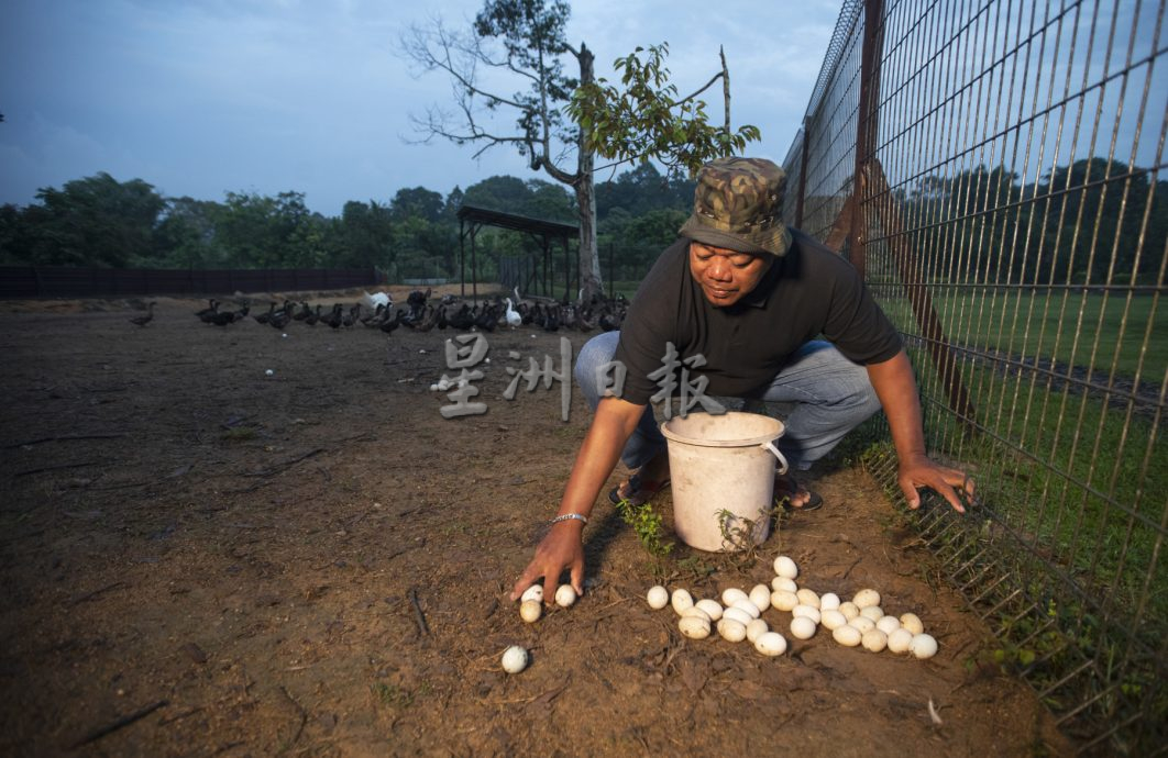 星角摄:鸭蛋堆满沙丘,鸭农忙捡鸭蛋