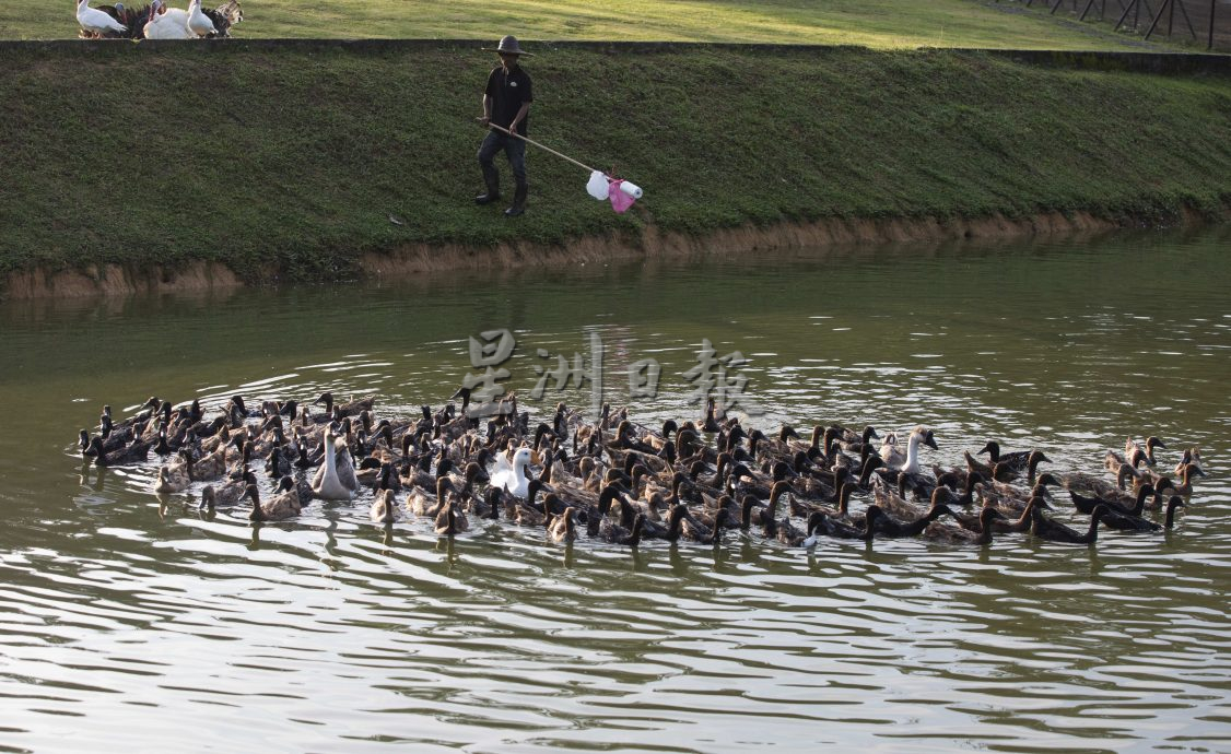 星角摄:鸭蛋堆满沙丘,鸭农忙捡鸭蛋