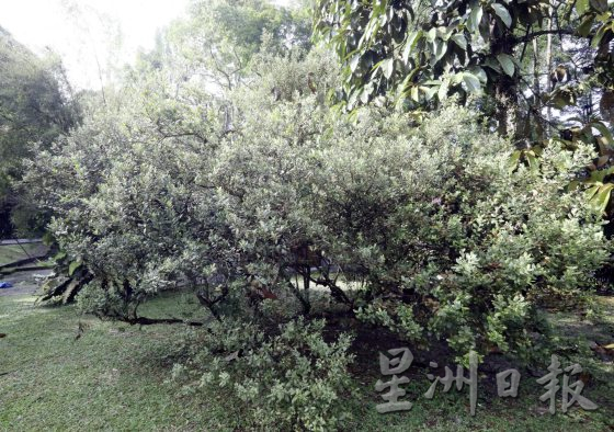 【地名趣味/01】解读马来西亚既陌生又熟悉的趣味地名,认识这些地方那些树