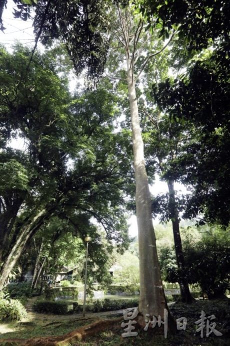 【地名趣味/01】解读马来西亚既陌生又熟悉的趣味地名,认识这些地方那些树