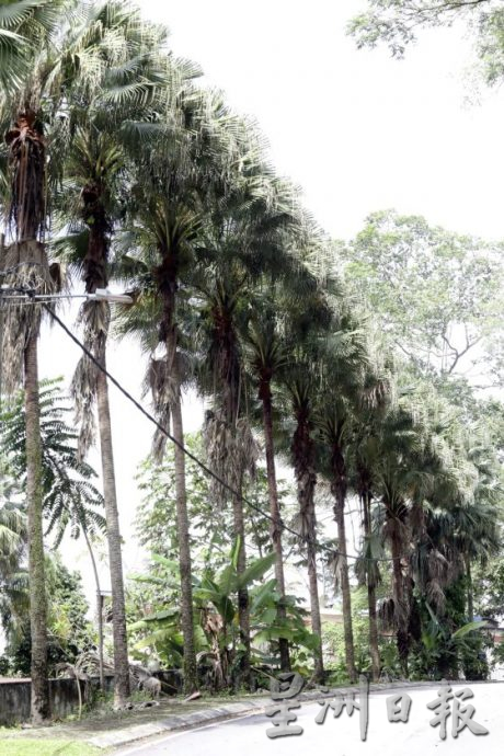 【地名趣味/01】解读马来西亚既陌生又熟悉的趣味地名,认识这些地方那些树