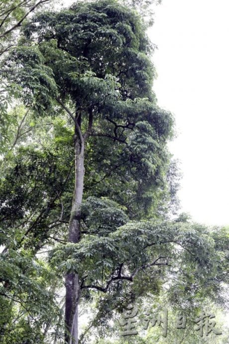 【地名趣味/01】解读马来西亚既陌生又熟悉的趣味地名,认识这些地方那些树