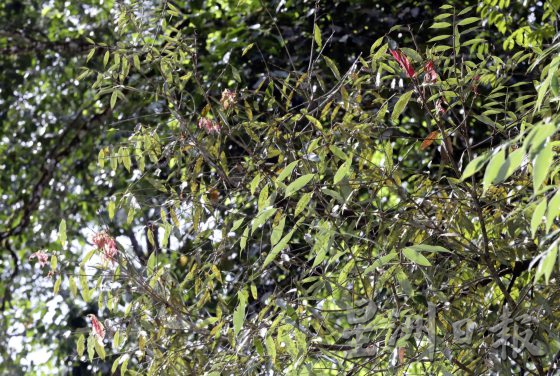 【地名趣味/01】解读马来西亚既陌生又熟悉的趣味地名,认识这些地方那些树