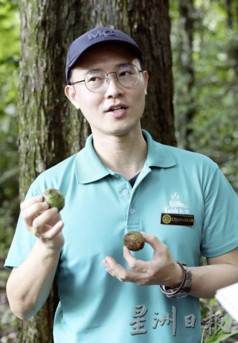 【地名趣味/01】解读马来西亚既陌生又熟悉的趣味地名,认识这些地方那些树