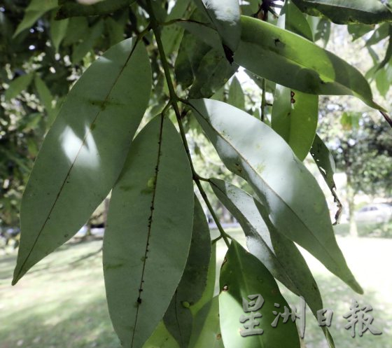 【地名趣味/01】解读马来西亚既陌生又熟悉的趣味地名,认识这些地方那些树